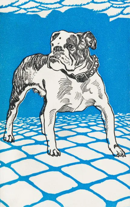 Mavi Zeminde Bulldog