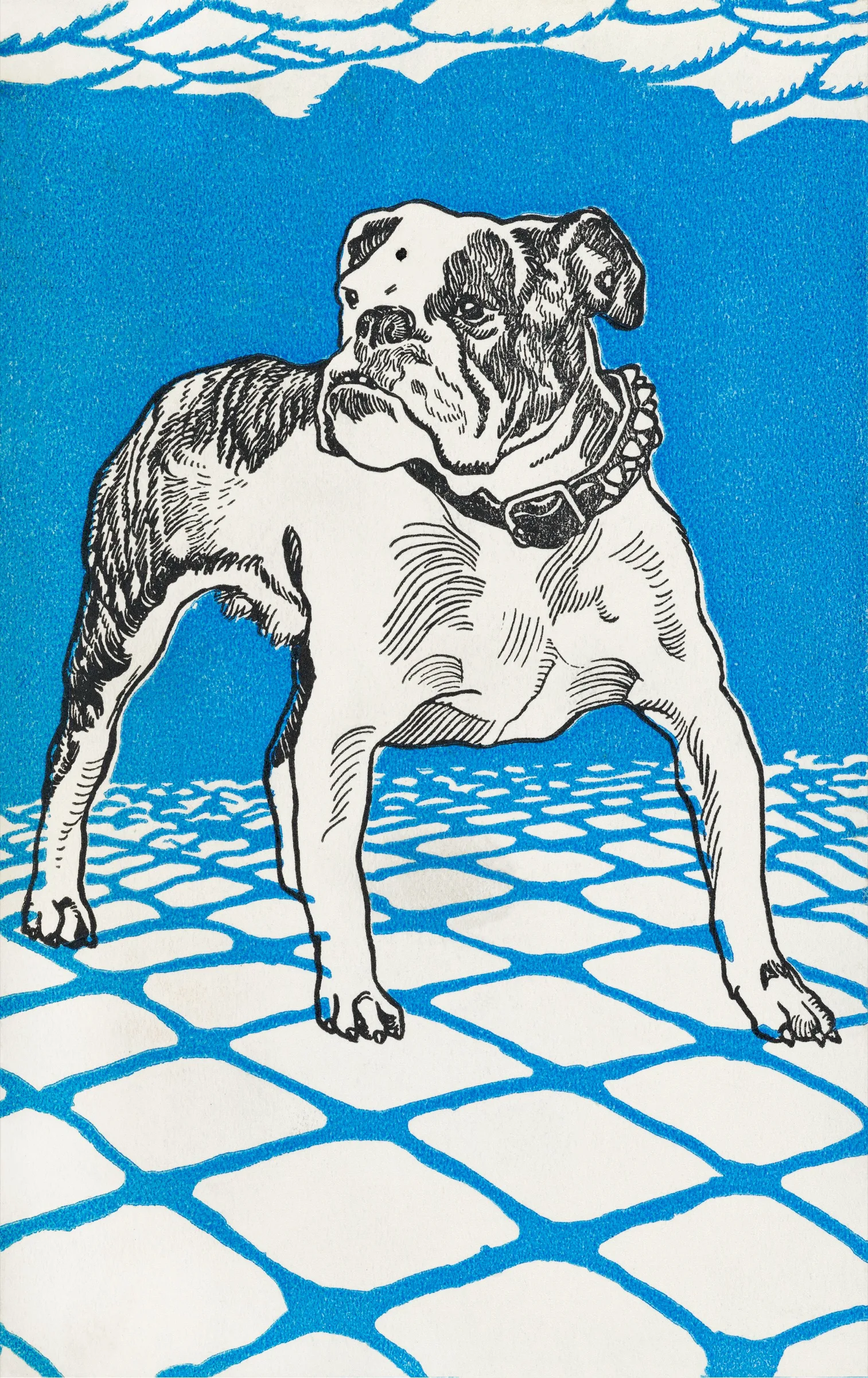 Mavi Zeminde Bulldog Mavi Zeminde Bulldog