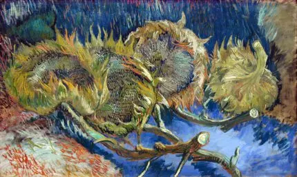 Solmuş Dört Ayçiçeği
