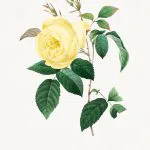 Sarı Gül Botanik Levhası