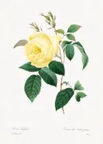 Sarı Gül Botanik Levhası