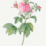 Pembe Gallica Gülü