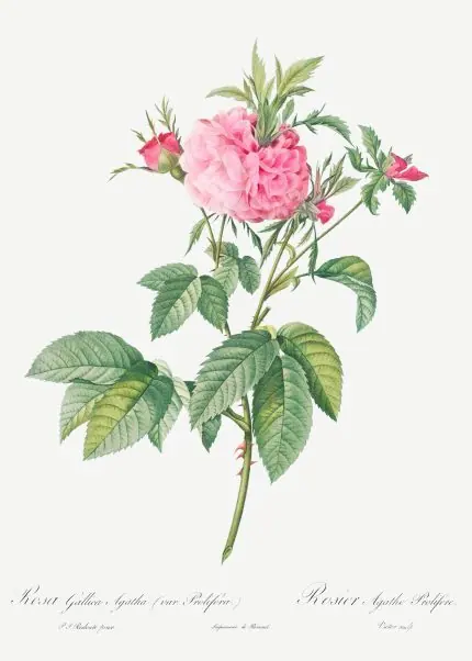 Pembe Gallica Gülü