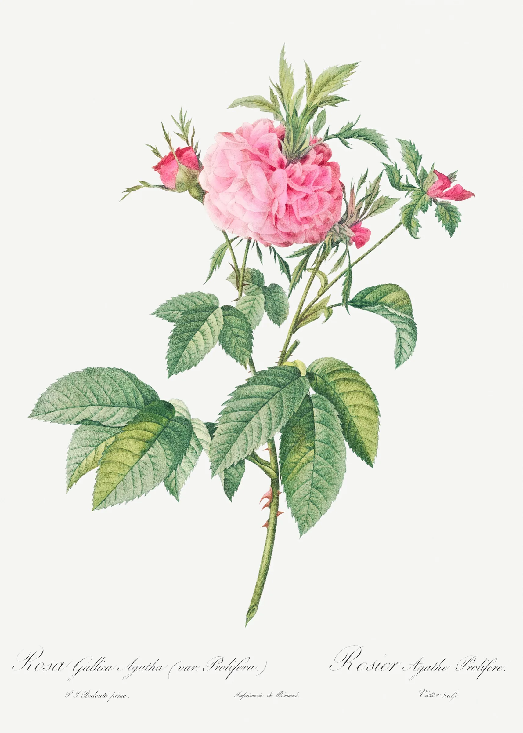 Pembe Gallica Gülü Pembe Gallica Gülü