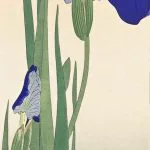 Mavi Süsenler Koson