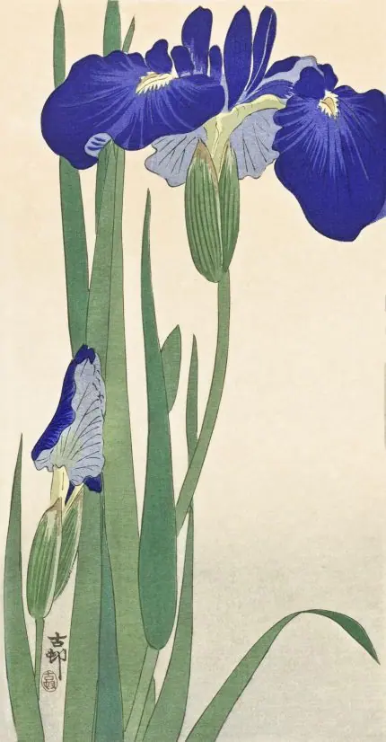 Mavi Süsenler Koson