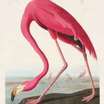 Pembe Flamingo Audubon