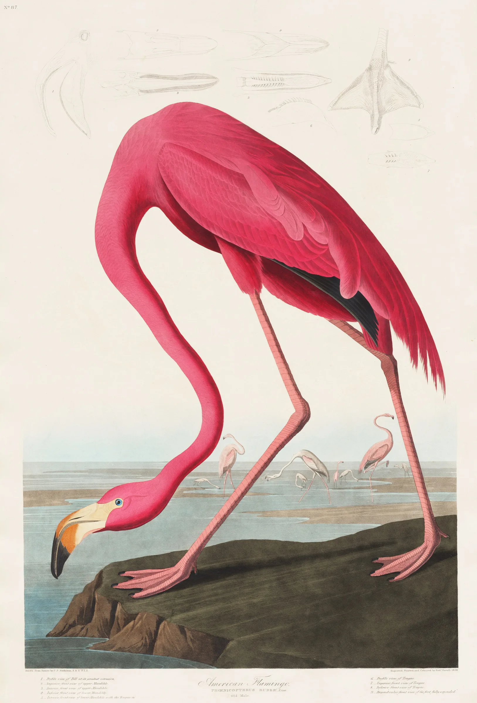 Pembe Flamingo Audubon Pembe Flamingo Audubon