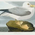 Kayada Martı Audubon
