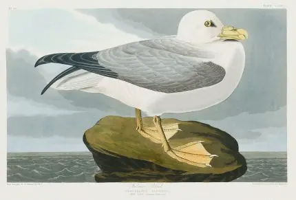 Kayada Martı Audubon