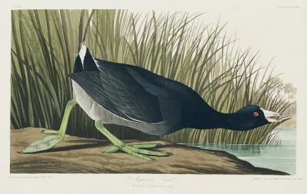 John James Audubon