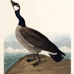 Kanada Kazı Audubon