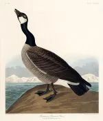 Kanada Kazı Audubon