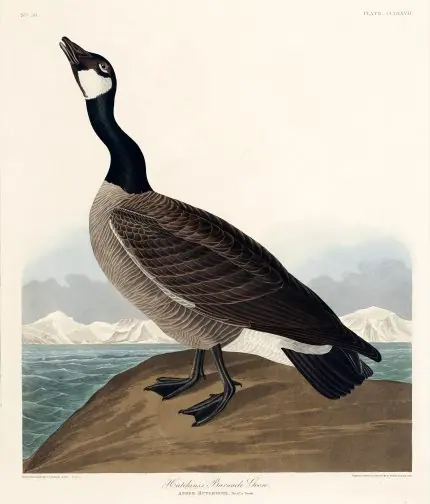 Kanada Kazı Audubon
