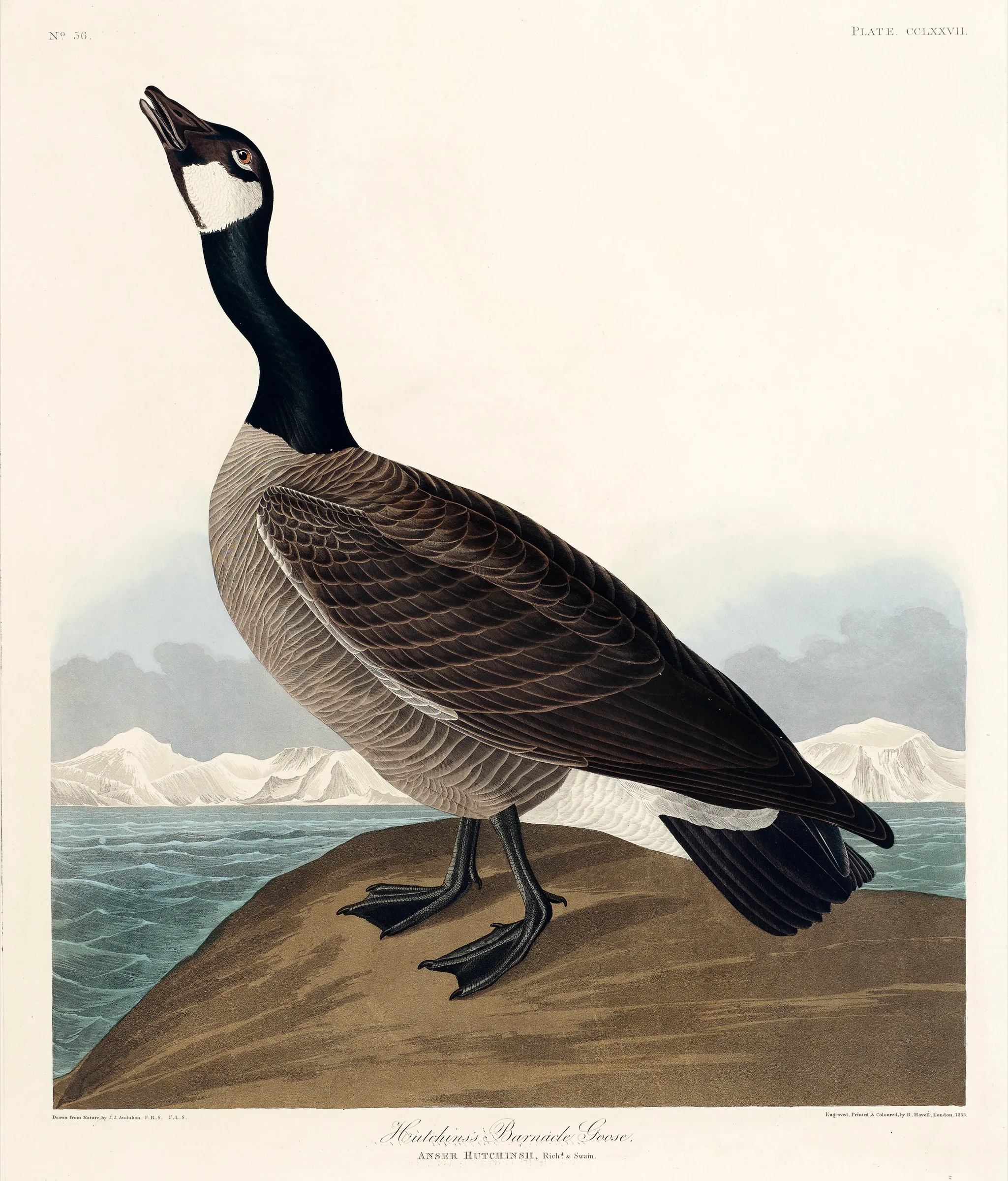 Kanada Kazı Audubon Kanada Kazı Audubon