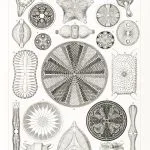 Haeckel Diyatomeler