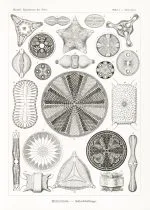 Haeckel Diyatomeler