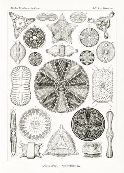 Haeckel Diyatomeler