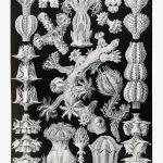 Haeckel Gorgon Mercanları