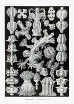 Haeckel Gorgon Mercanları