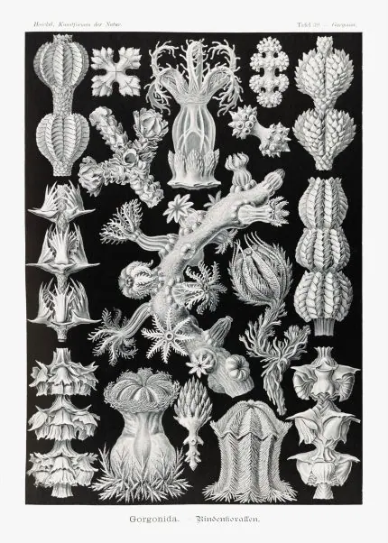Haeckel Gorgon Mercanları
