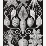 Haeckel Urne Yıldızları