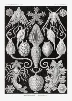 Haeckel Urne Yıldızları