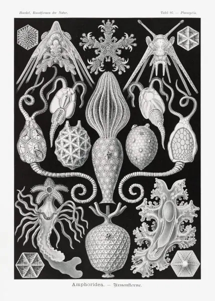 Haeckel Urne Yıldızları