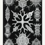 Haeckel Köpük Işınlıları