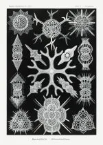 Haeckel Köpük Işınlıları