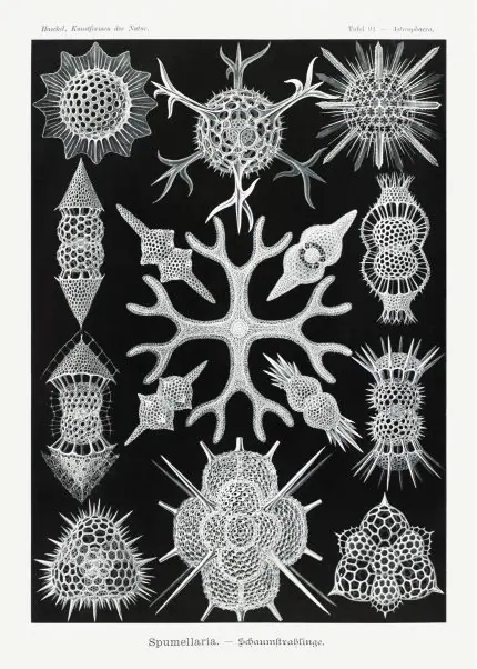 Haeckel Köpük Işınlıları