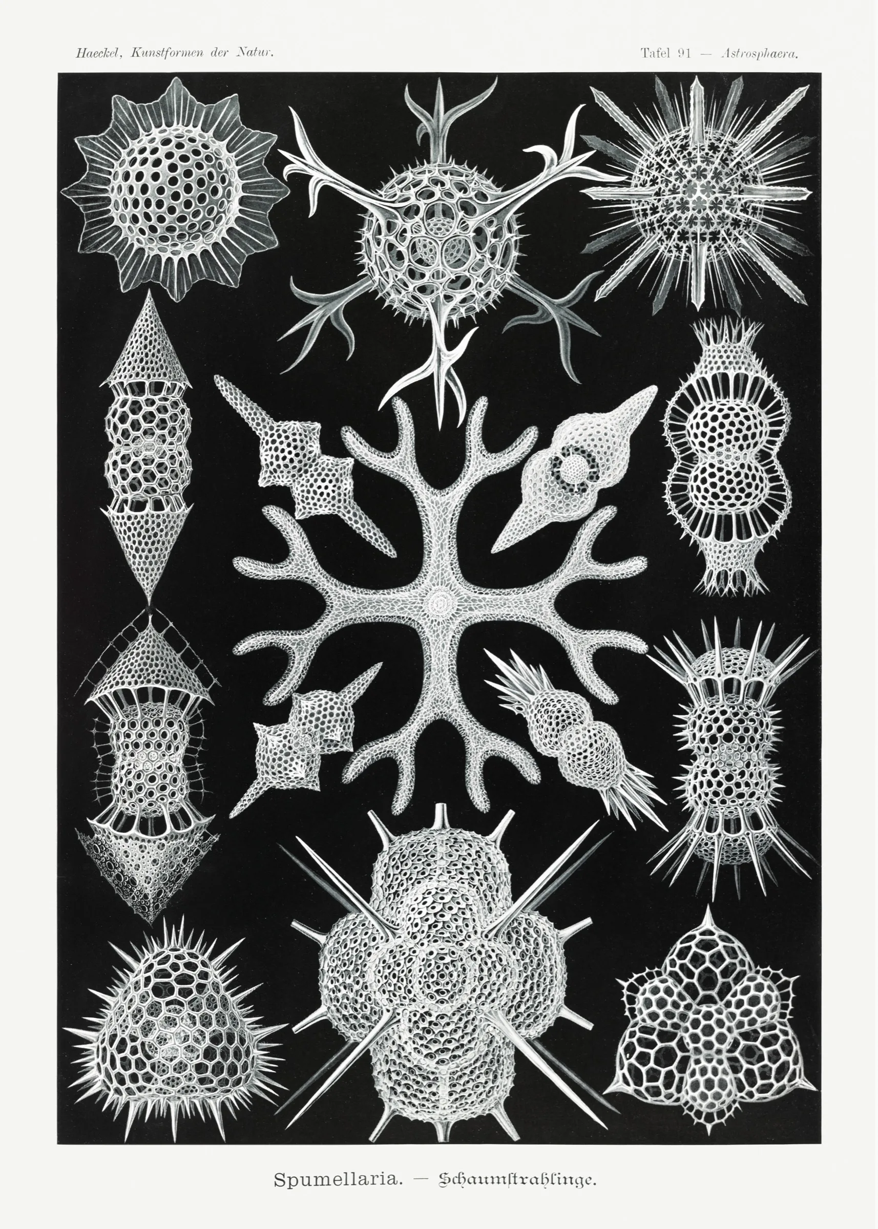 Haeckel Köpük Işınlıları Haeckel Köpük Işınlıları