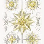 Haeckel Dikenli Işınlılar