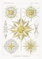 Haeckel Dikenli Işınlılar