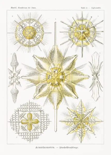 Haeckel Dikenli Işınlılar