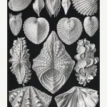 Haeckel Deniz Kabukları
