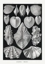 Haeckel Deniz Kabukları