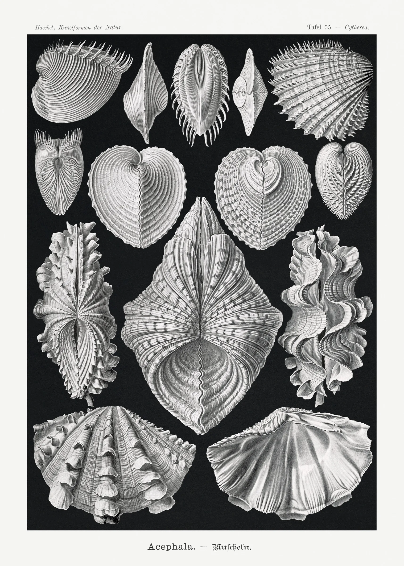 Haeckel Deniz Kabukları Haeckel Deniz Kabukları