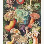 Haeckel Deniz Şakayıkları