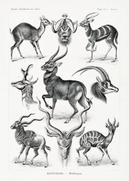 Haeckel Antiloplar