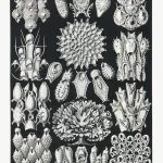 Haeckel Yosun Hayvanları