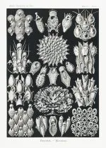 Haeckel Yosun Hayvanları