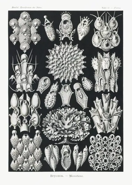 Haeckel Yosun Hayvanları