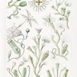 Haeckel Çan Polipleri