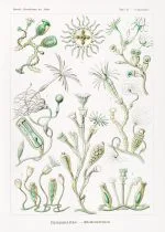 Haeckel Çan Polipleri