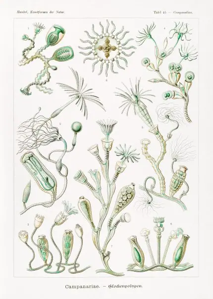 Haeckel Çan Polipleri