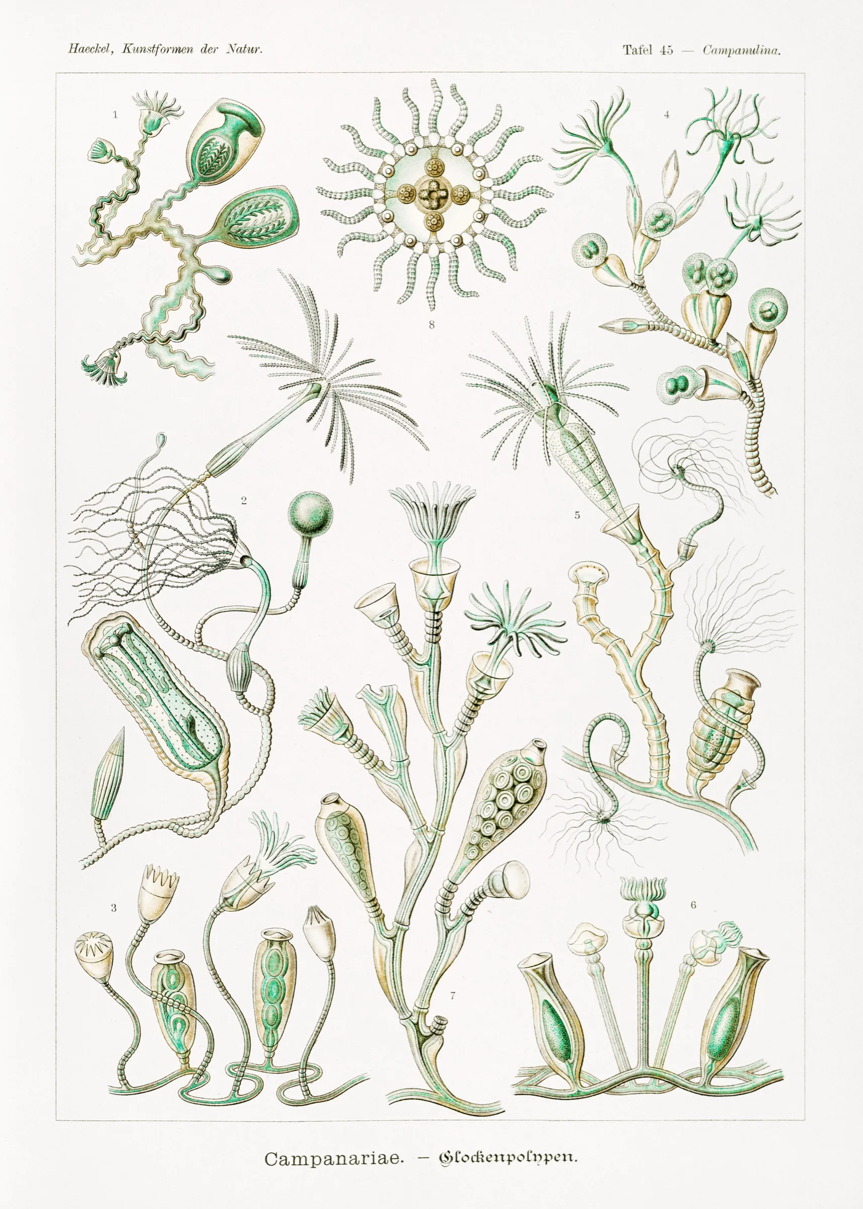 Haeckel Çan Polipleri Haeckel Çan Polipleri
