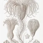 Haeckel Palmiye Yıldızları