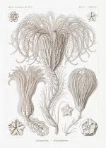 Haeckel Palmiye Yıldızları
