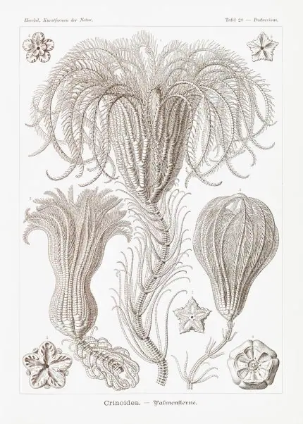 Haeckel Palmiye Yıldızları